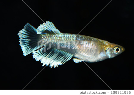 Medaka with beautiful fins (emerald kissing wide fin) 109511956