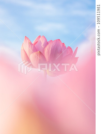 天空中盛開的蓮花 109511981