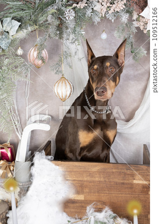 杜賓犬在聖誕套裝中 109512166