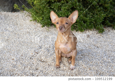 坐在白石花園裡的俄羅斯玩具狗 109512199