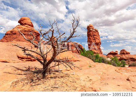 Dry Tree and Red Stones Landscape in Utah, USA 109512231