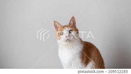 Staring cat, brown tabby white 109512285