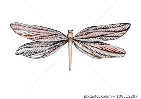 Hand drawn watercolor illustration of boho dragonfly isolated on white background. Beautiful insect watercolor drawing in vintage style. Flying dragonfly with transparent wings. 109512297