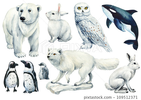 Hare, arctic fox, owl, white bear, penguin and killer whale. Watercolor winter Animal set on isolated white background 109512371