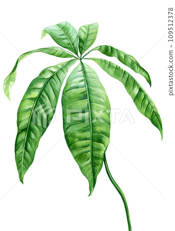 Palm leaves watercolor, tropical exotic green leaves botanical illustration isolated on white background, mango leaf Palm leaves watercolor, tropical exotic green leaves botanical illustration isolated on white background, mango leaf 109512378
