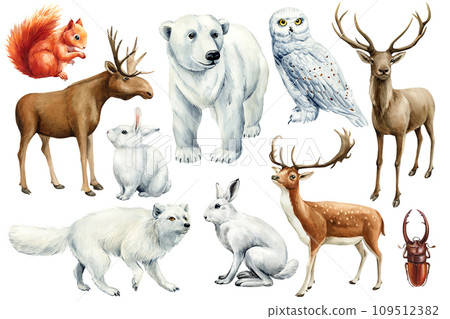 Hare, moose, fox, owl, bear, deer and squirrel. Watercolor winter Animal set on isolated white background 109512382