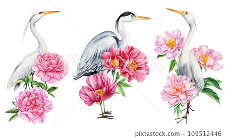 Set of birds and pink flowers. Heron with peonies on isolated white background, watercolor botanical illustration Set of birds and pink flowers. Heron with peonies on isolated white background, watercolor botanical illustration 109512446
