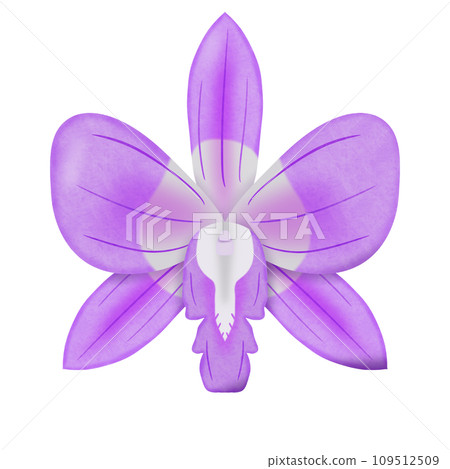 purple flower isolated on white background 109512509