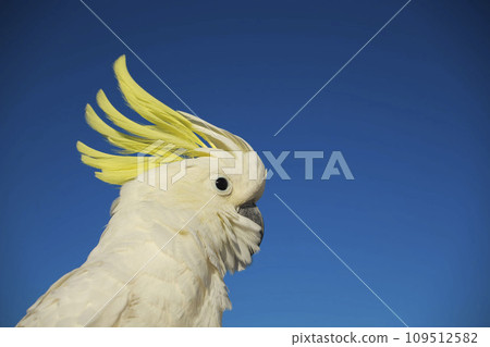 黃腹鸚鵡，長尾小鸚鵡，鳳頭鸚鵡，鳥，波峰，波峰 109512582