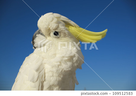 Yellow-bellied parrot, parakeet, cockatoo, bird, crest, crest 109512583