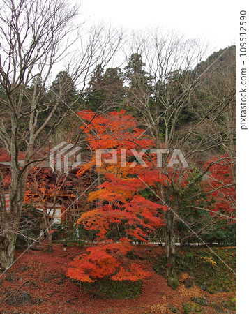 室生寺被秋葉包裹著 室生寺被秋葉包裹著 109512590