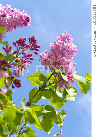 淡紫色發光在藍天 109512591