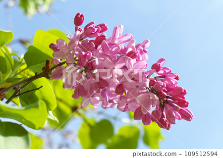 淡紫色發光在藍天 109512594