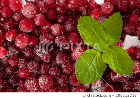 Frozen Lingonberry, Iced Cowberry, Snow Cranberry, Red Viburnum Berries, Frozen Lingonberry Frozen Lingonberry, Iced Cowberry, Snow Cranberry, Red Viburnum Berries, Frozen Lingonberry 109512712