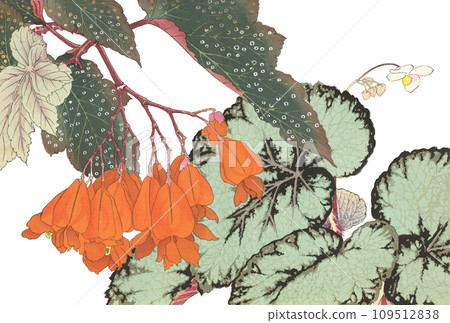 Japanese painting flower begonia 109512838