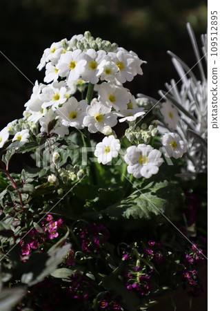 Group planting of white primula and colored leaves Group planting of white primula and colored leaves 109512895