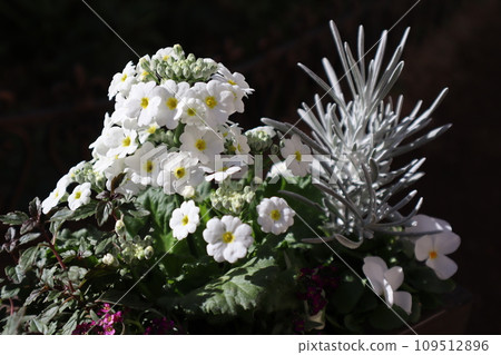 Group planting of white primula and colored leaves 109512896