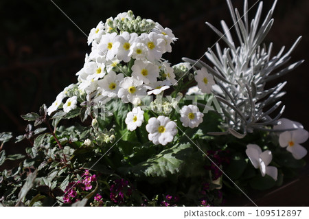 白報春花、彩葉群植 白報春花、彩葉群植 109512897