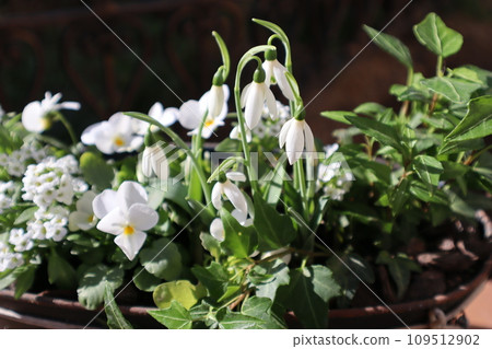 雪花蓮和中提琴的混合 109512902