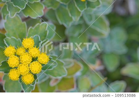 日本銀蓮花，開黃色小花，葉白邊。 109513086