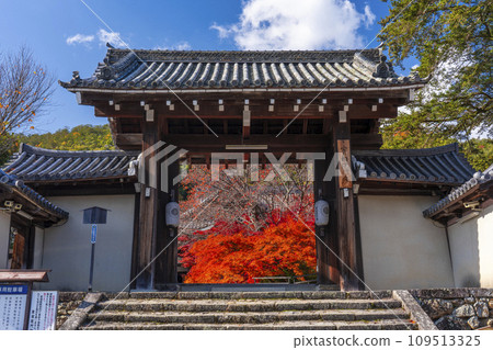 Autumn Kyoto, Jissoin Monzeki, Shikyokumon covered in autumn leaves 109513325