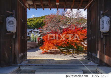 秋天的京都,實相院門跡,四曲門覆蓋著秋葉 秋天的京都,實相院門跡,四曲門覆蓋著秋葉 109513329