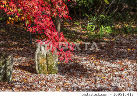 Kyoto in autumn, Jissoin Monzeki, autumn leaves, garden, and stone Buddha Kyoto in autumn, Jissoin Monzeki, autumn leaves, garden, and stone Buddha 109513412