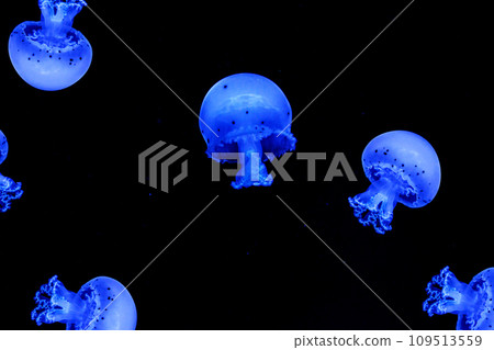 Shooting macro Jellyfish Spotted Lagoon underwater Shooting macro Jellyfish Spotted Lagoon underwater 109513559