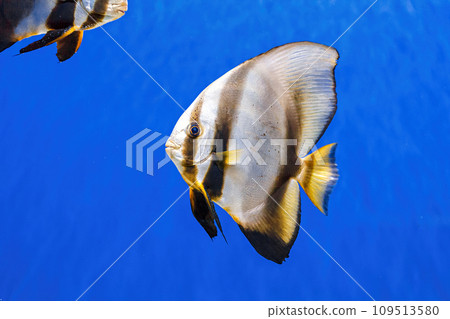 Underwater shot of fish Platax orbicularis 109513580