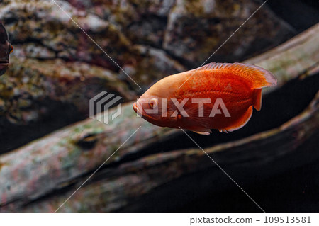 Underwater photography of Oscar fish (fish) 109513581