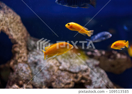 Underwater shot of fish Cichlidae Underwater shot of fish Cichlidae 109513585