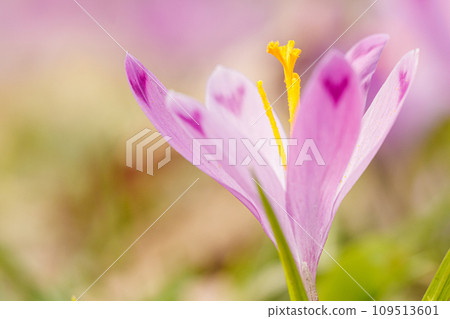Purple beautiful blooming crocuses in spring against the background of grass Purple beautiful blooming crocuses in spring against the background of grass 109513601