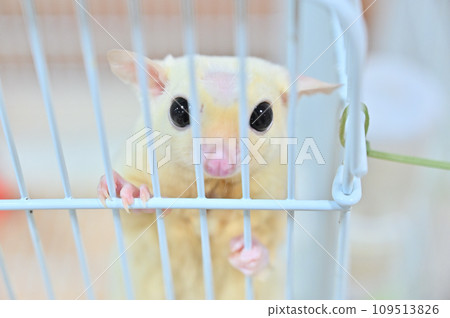 cute sugar glider cute sugar glider 109513826