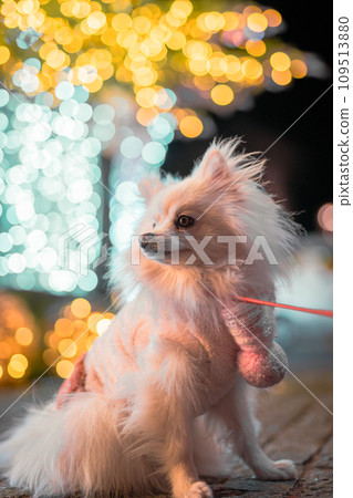 來看彩燈的博美犬 109513880