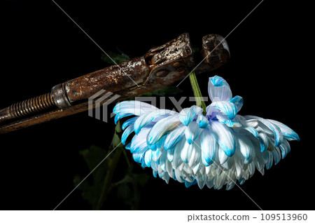Composition with an old rusty wrench and chrysanthemum flower Composition with an old rusty wrench and chrysanthemum flower 109513960
