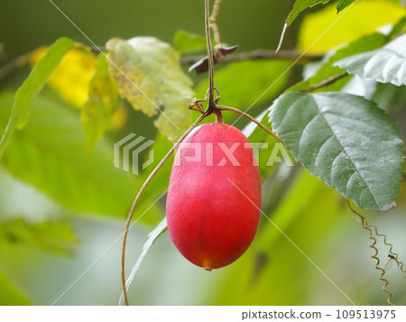 Fruit of red currant Fruit of red currant 109513975