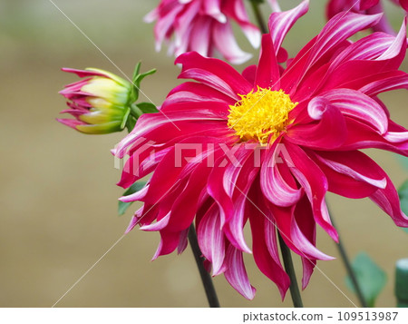 Dahlia 109513987