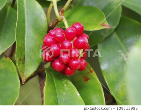 Red berries with red berries 109513988