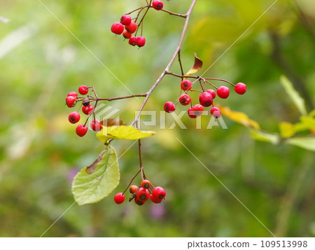 Kamatsuka的紅色水果 Kamatsuka的紅色水果 109513998