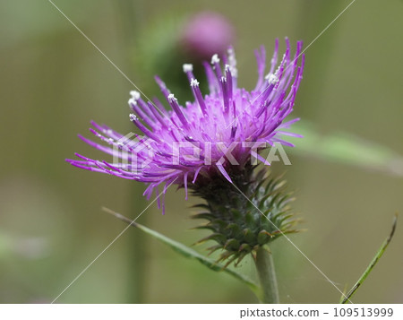 Thistle Thistle 109513999