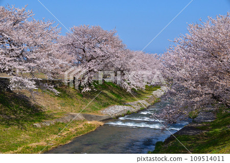 富山旭船川櫻花景 109514011