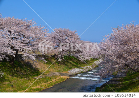 富山旭船川櫻花景 富山旭船川櫻花景 109514014
