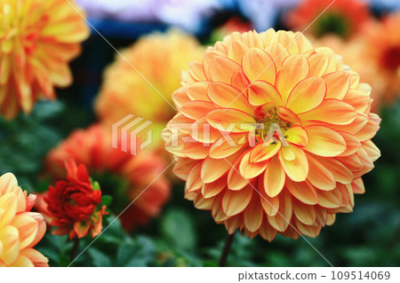 解脫萬里香 大花 大菊 天竺牡丹 萬里菊 菊花 西洋牡丹 西洋牡丹 大梨花 解脫萬里香 大花 大菊 天竺牡丹 萬里菊 菊花 西洋牡丹 西洋牡丹 大梨花 109514069