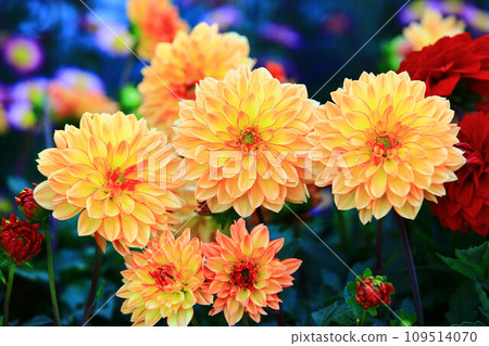 解脫萬里香 大花 大菊 天竺牡丹 萬里菊 菊花 西洋牡丹 西洋牡丹 大梨花 解脫萬里香 大花 大菊 天竺牡丹 萬里菊 菊花 西洋牡丹 西洋牡丹 大梨花 109514070