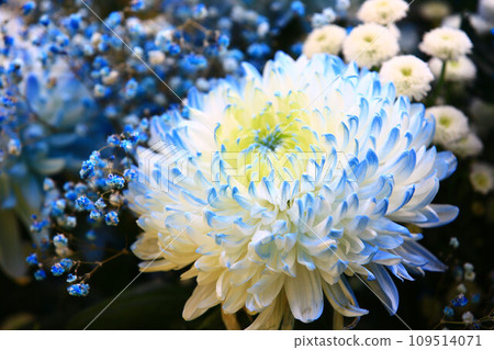 已上市菊花、秋菊、老草、日精、梅花、重腳、圓年、奧塚、菊花、陶瓷菊 已上市菊花、秋菊、老草、日精、梅花、重腳、圓年、奧塚、菊花、陶瓷菊 109514071
