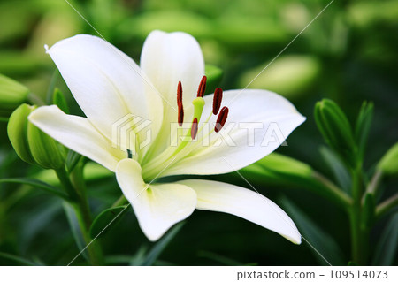 Oriental lily perfume new arrivals