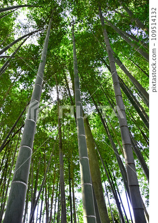 I look up at the bamboo grove 109514132