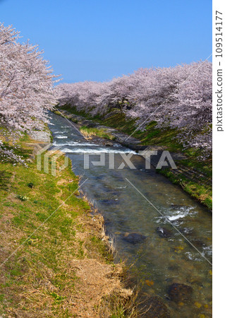 Cherry blossom view Toyama Asahifunakawa Cherry blossom view Toyama Asahifunakawa 109514177