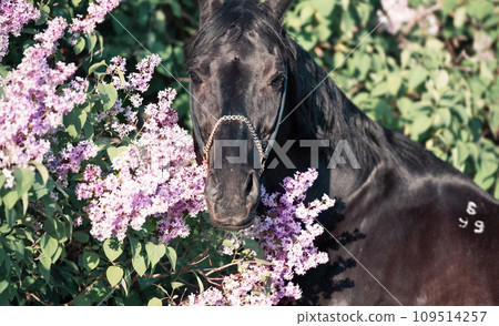 portrait of beautiful black stallion posing nearly blossom lilac bush at sunny evening. close up portrait of beautiful black stallion posing nearly blossom lilac bush at sunny evening. close up 109514257