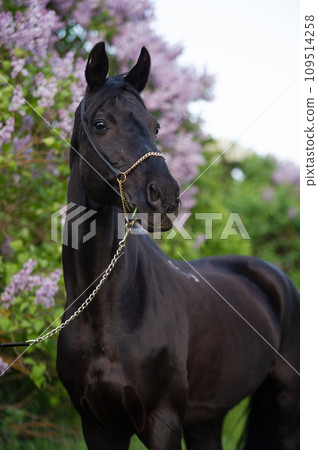 portrait of beautiful black stallion posing nearly blossom lilac bush. cloudy evening portrait of beautiful black stallion posing nearly blossom lilac bush. cloudy evening 109514258